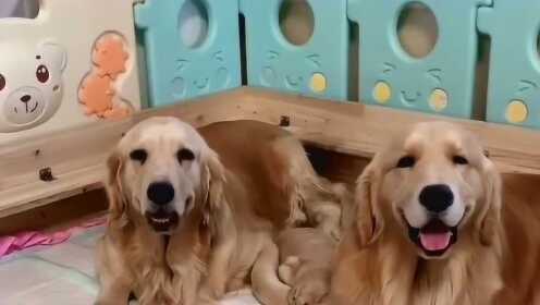 金毛宾利过生日，金毛百威给它准备生日礼物，太暖了！