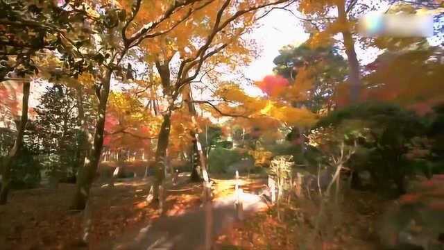 日本东京的龙安寺 红叶漫山 阳光中透过一地斑驳