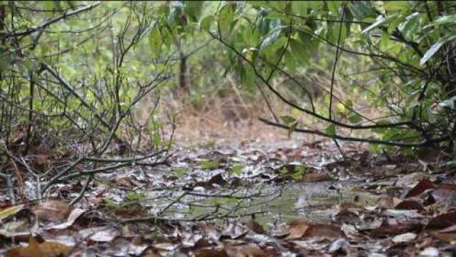 树林里的鸟声,下雨声,睡觉最喜欢大自然的声音了