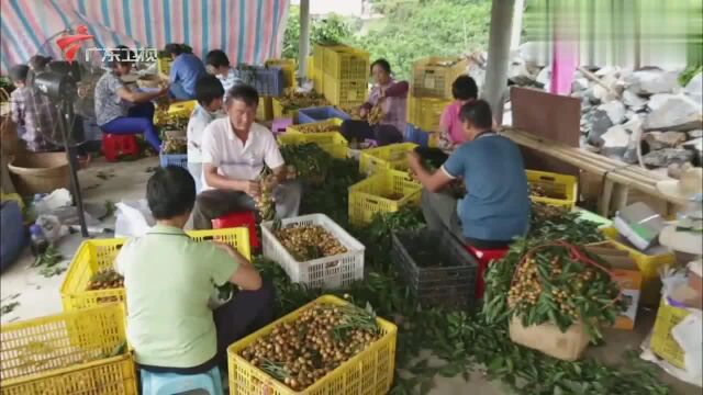 郁南有着全国独一无二的无核黄皮,老广的60亩黄皮树,收获在即