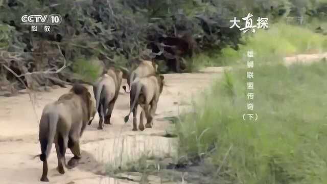 弱肉强食!年轻力壮的雄狮联盟,入侵年老力衰的雄狮领地,结果可想而知!