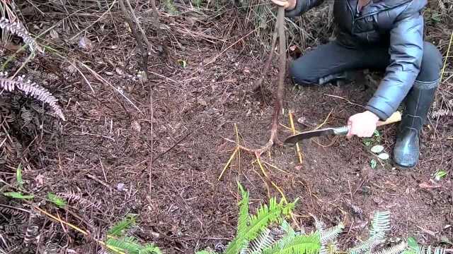 农村称为牛奶树根,煲汤味道很好,看看你是不是也喝过呢