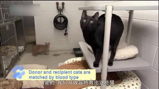 《动物星球》爱猫人士!总是想给猫咪最好的!让它安稳生活