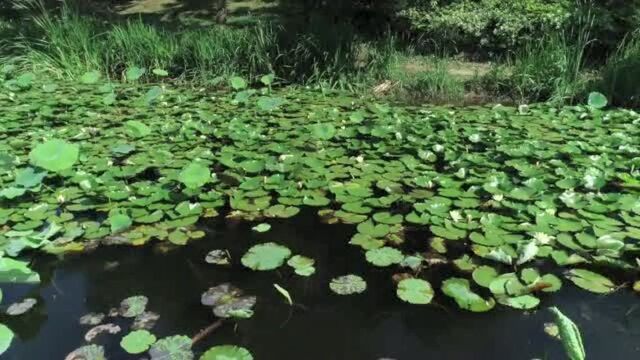 这一池睡莲“醒了”!“花中睡美人”美到可以做屏保!