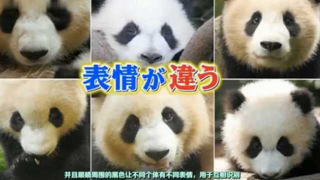 日本综艺:熊猫的黑白搭配其实是有讲究的,不然怎么说熊猫珍贵