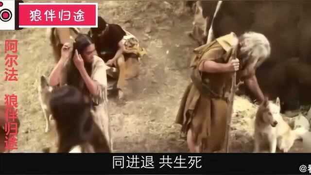 狼伴归途—人类历史上狗的进化史,第一只狗,从哪来