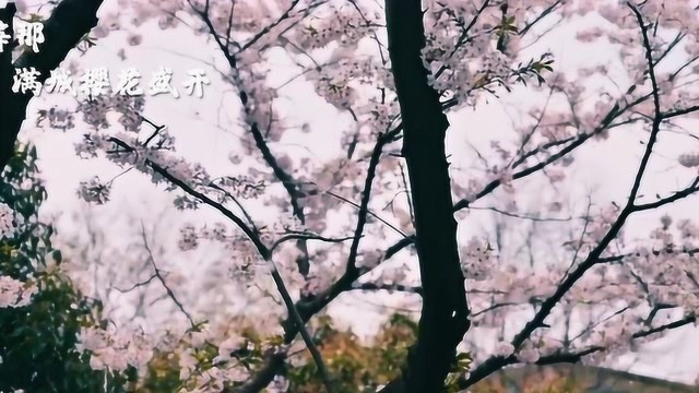 广西广电MV《等那樱花盛开》