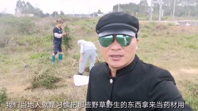 湛江农村这种随处可见的野草,当地很多人挖来当药材,你见过吗