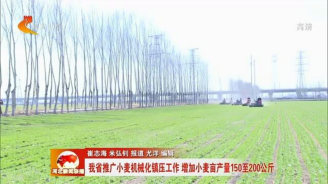 河北省推广小麦机械化镇压工作 增加小麦亩产量150至200公斤