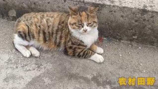 这是我家与众不同的小花猫霸气