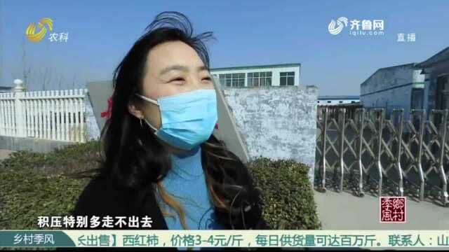 疫情影响致德州宁津企业60吨鸡蛋积压,中国原产递微商城上线助销