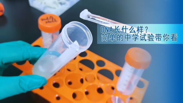 DNA长什么样?简单的中学试验带你看