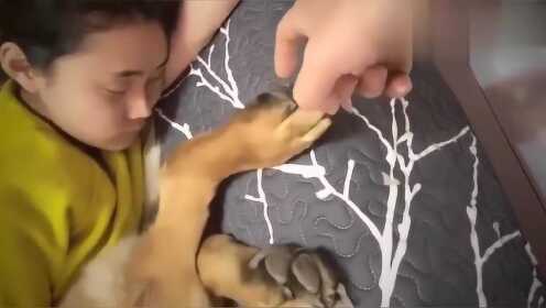 妈妈和德牧在睡觉 爸爸好奇挠狗狗脚心 没想到德牧一脚踢妈妈脸上 关注 00