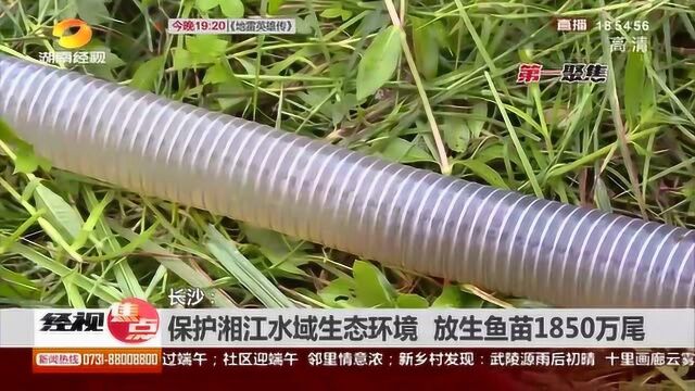 保护湘江水域生态环境!为保证水域生物链平衡 放生鱼苗1850万尾!