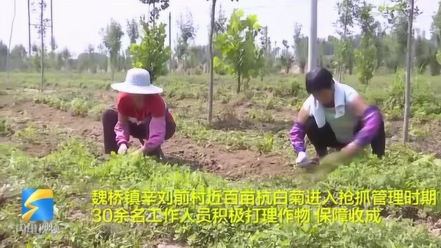 45秒丨培植特色农业 滨州邹平魏桥镇促进农业专业化布局和规模化生产