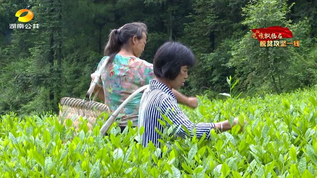 邵阳隆回:扶贫茶园结硕果 小茶叶实现大作为