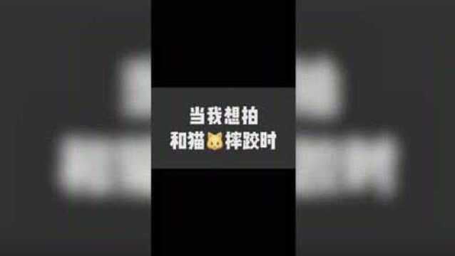 这么皮,起个啥名字好 猫咪