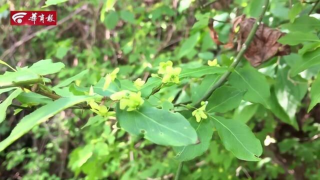 秦岭中长翅膀的——栓翅卫矛