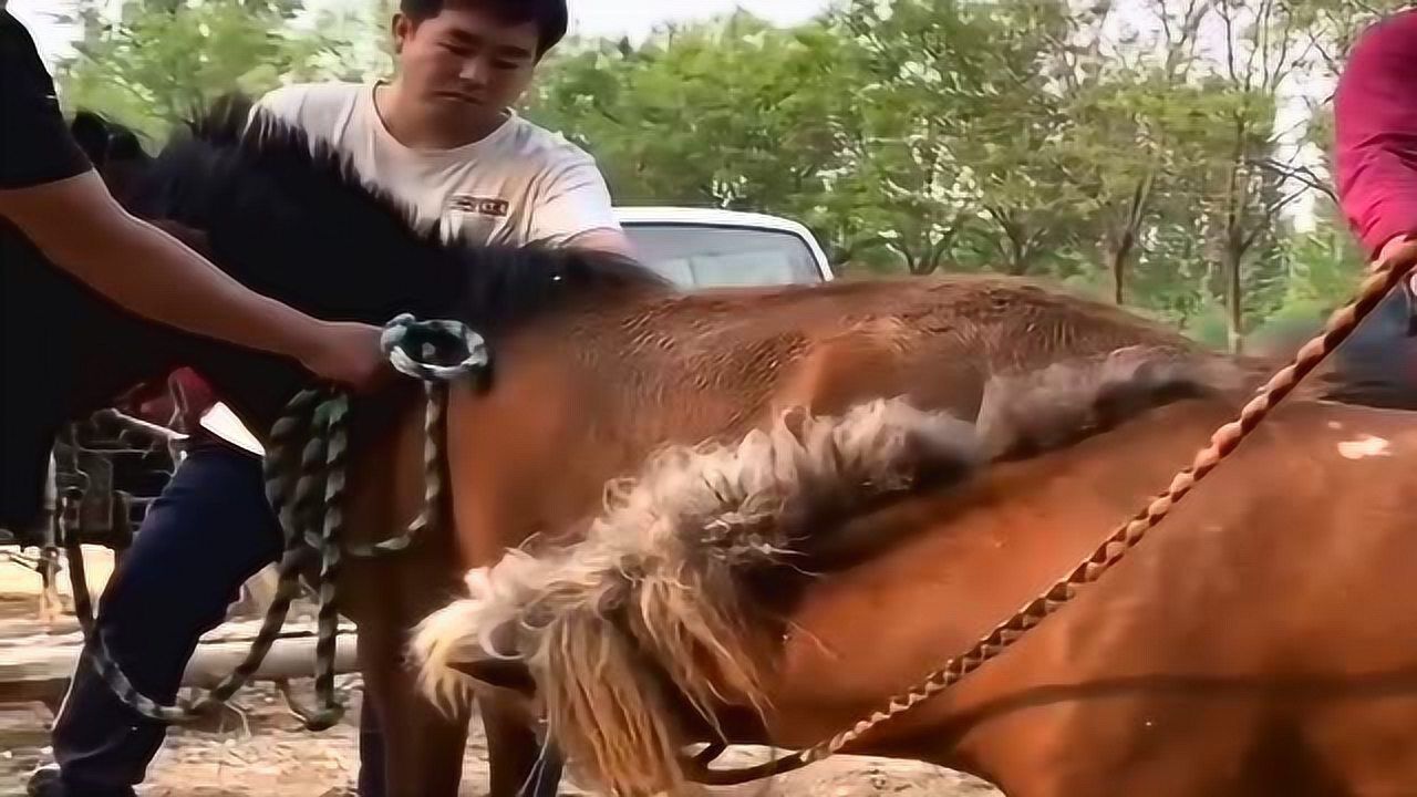 肤色一样的两匹小矮马母马特别的老实特别的听话公马却稍显暴躁了些