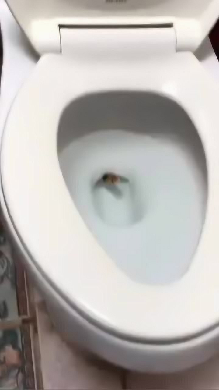 早晨起来上厕所看到厕所里的东西幸好没一屁股蹲下去