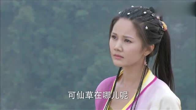 刘海砍樵:刘海爬上山顶找仙草,九妹眼睛很尖