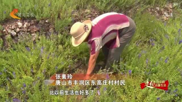 【走向我们的小康生活】唐山丰润区东高庄村:小康路上药草香