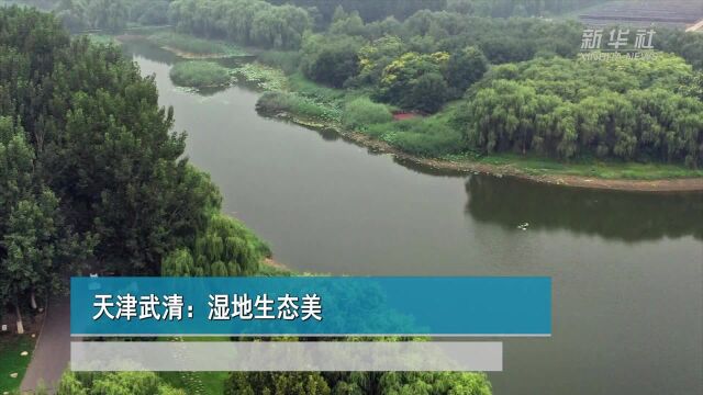 天津武清:湿地生态美