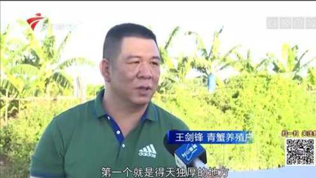 江门:引农村电商“活水” 促青蟹销售提质