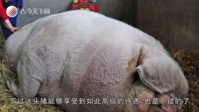 一头猪养好多年不杀,能有多重?说出来很多人不相信