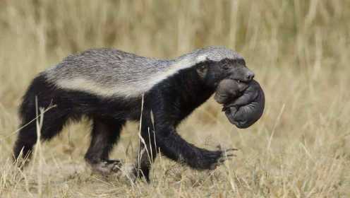 第10集  蜜獾，非洲平头哥