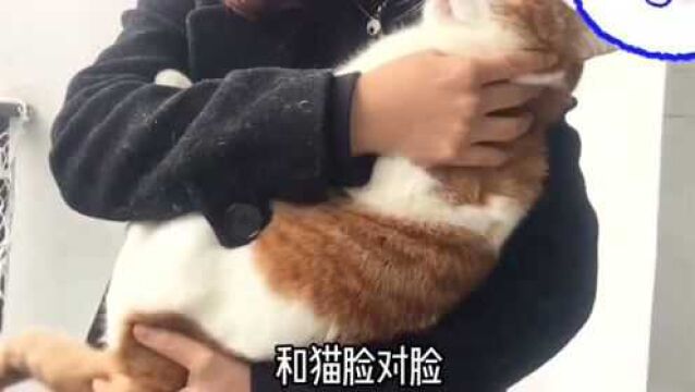 还在用错误的姿势抱猫?难怪猫不喜欢你,来看看正确的报猫姿势吧