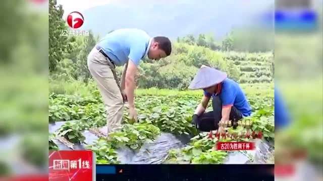 借力网络销售 精准扶贫开辟新天地 金寨种植户笑开颜