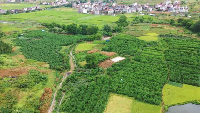 航拍衡阳美丽乡村:祁东县官家嘴镇烟竹村——连片脆密青桃基地