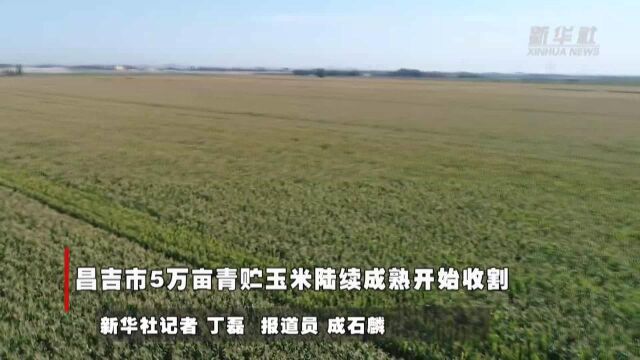 新疆昌吉市5万亩青贮玉米陆续成熟开始收割