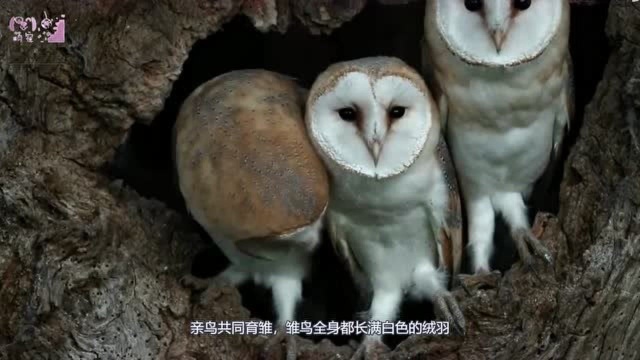 超级科幻的仓鸮,一个“呆”字贯彻一生,这家伙真的是猫头鹰?