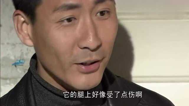 案发现场郭队观察够仔细采集小狗新伤,它明显感染了葡萄状球菌