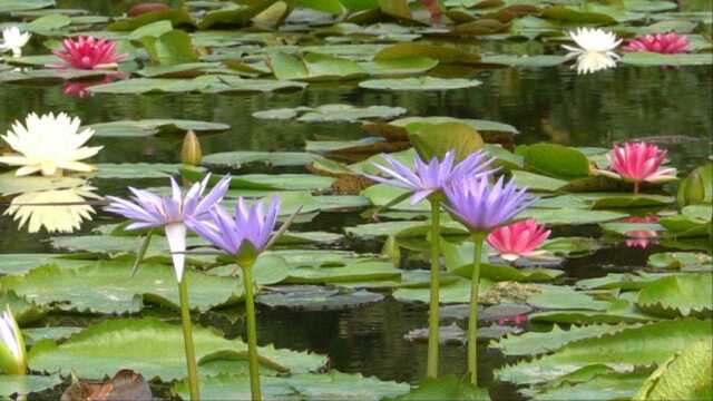 睡莲美景欣赏,睡莲风景观赏,莲花盛开美景