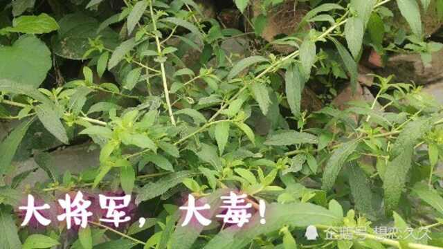 农村这种植物叫野烟,全株有毒,特别是根含有大毒,一起去认识一下!