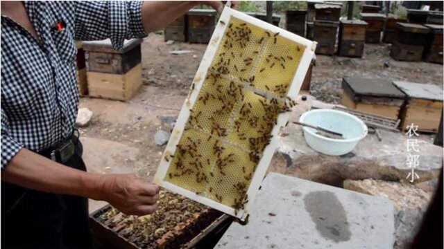 蜂农带你见识蜜蜂产蜜全过程,什么的样的蜜才是好蜂蜜,蜂蜜治病