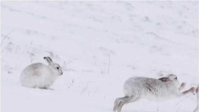 世界上最萌的兔子,长得像一团雪球,但站起来后形象就全毁了!