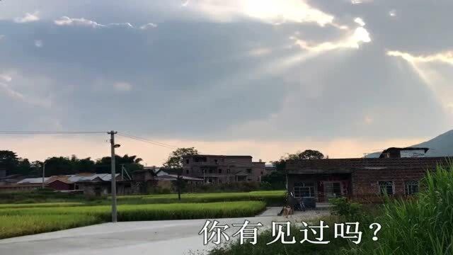 广东梅州发现的“奇云”,造型奇特,你有见过吗