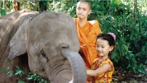 《小象西娜》： 一头小象，感动许多人的故事