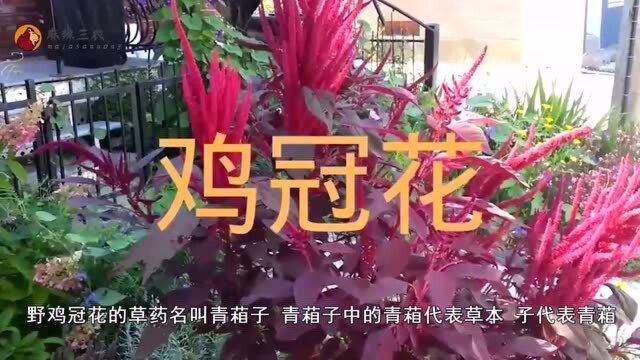 这种植物的芽尖是美食,种子能治眼疾,被称为“狗尾草”!