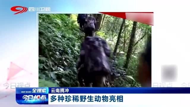 云南腾冲:多种珍稀野生动物亮相,大多数人都没见过