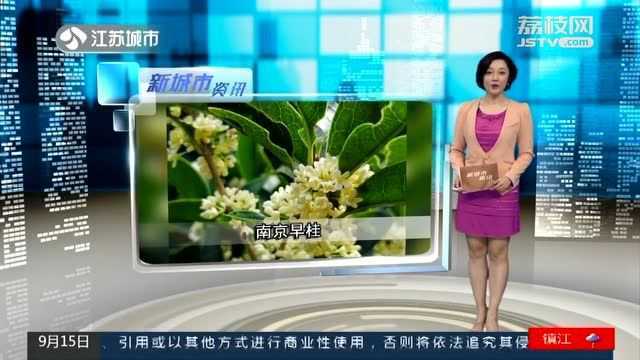 又到桂花飘香时!南京灵谷景区早桂绽放 快来景区闻香寻桂吧!