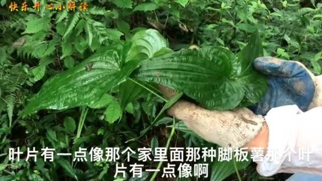 这种植物朋友们认识吗?当地叫“多仔婆”,是一种名贵的药材