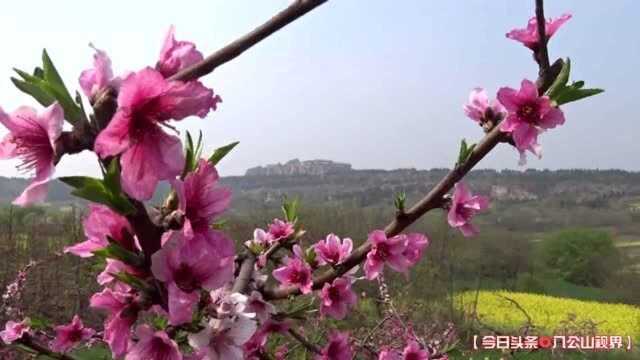 八公山我家乡:山坡上桃花粉红,山谷中油菜花金黄