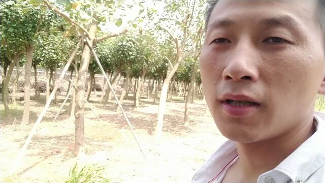 惠州园林一日游#旅行vlog#