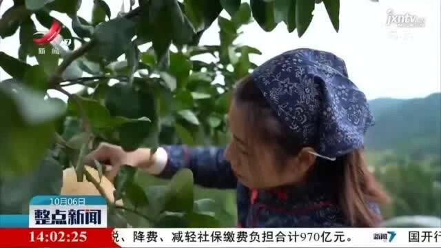 【欢度中秋国庆】宁都:红柚基地迎客来 采摘游玩正当时