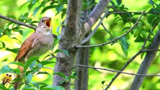 新疆歌鸲鸣声旋律多变,音域极广,有“天籁之音”的美誉